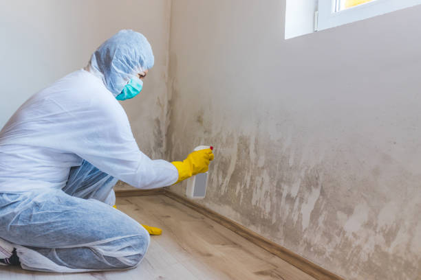 Licensed Basement Mold Remediation service in Universal City, TX - 24 Hour Mold Removal