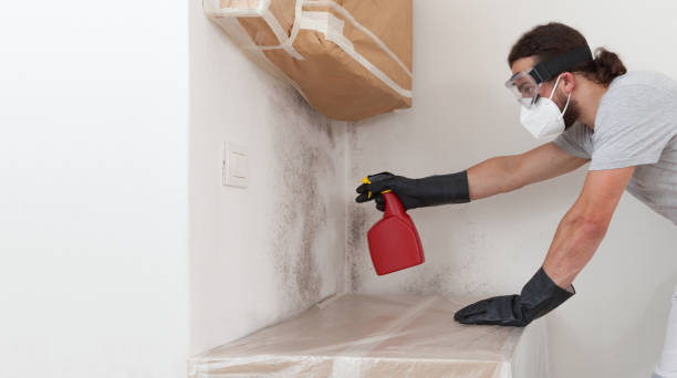 Professional Basement Mold Remediation technician working in Universal City, TX