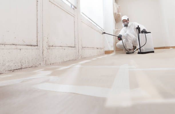 24/7 Emergency Basement Mold Remediation experts in Universal City, TX