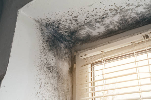 Affordable Basement Mold Remediation solutions in Universal City, TX